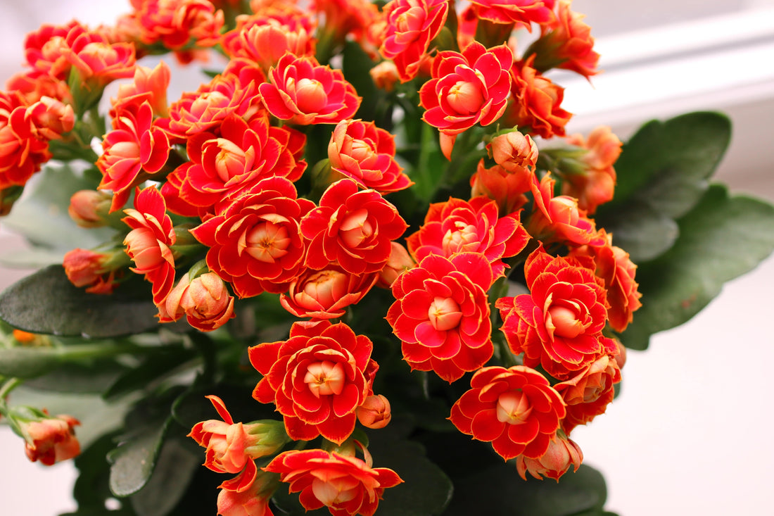 Kalanchoe flower seeds
