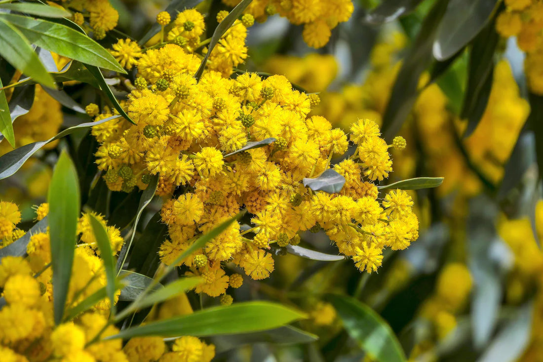 Acacia Baileyana flower seeds