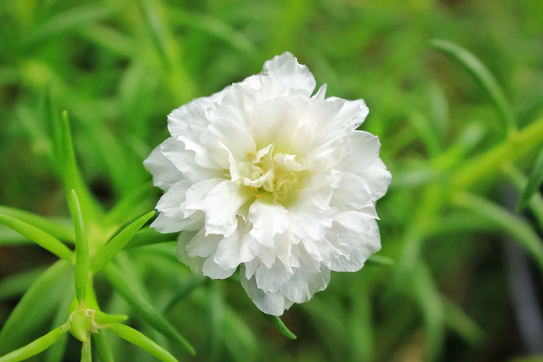 White Green flower seeds