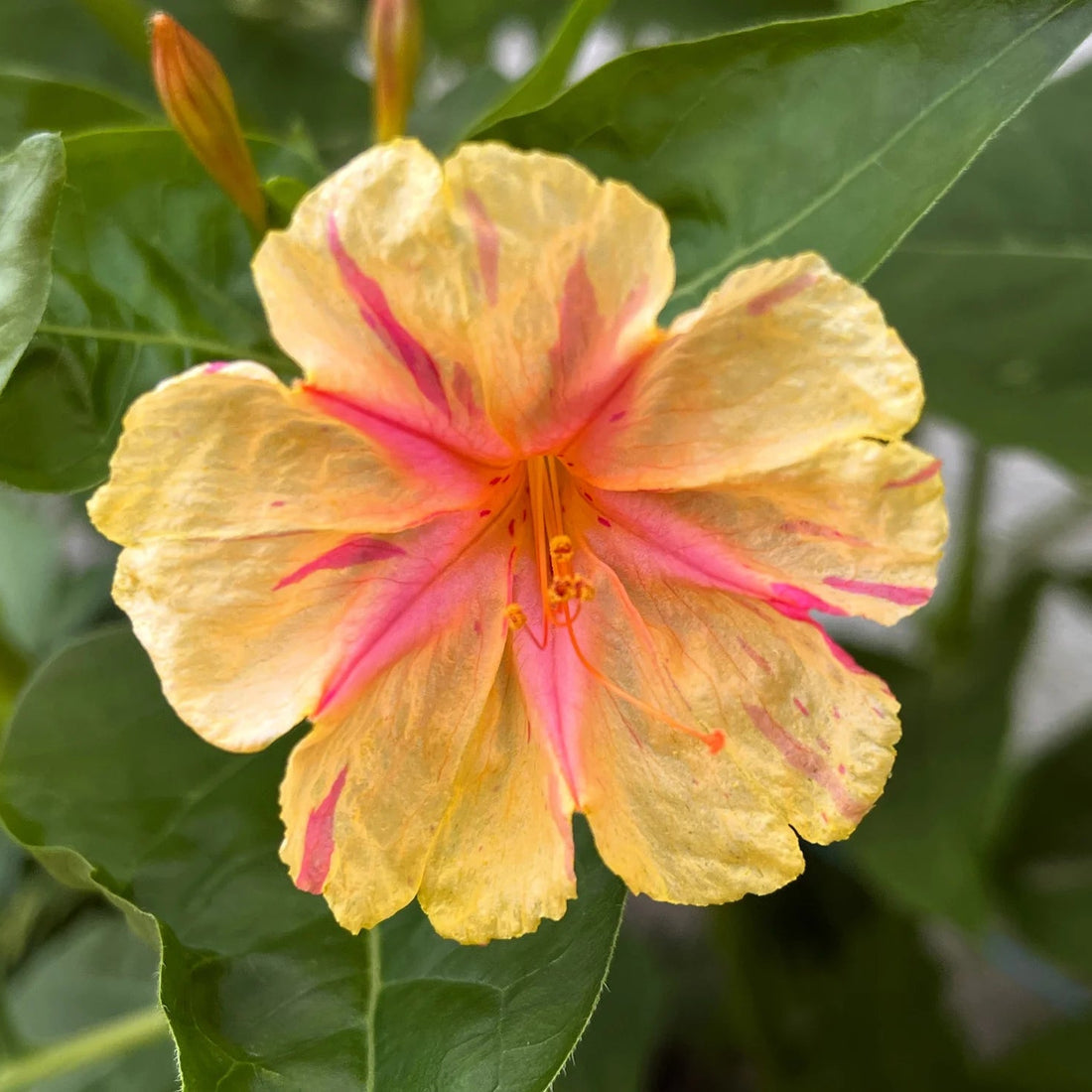 Orange Pink flower seeds
