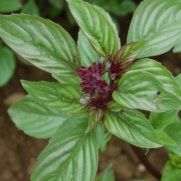 Siam Queen Thai Basil Herb Seeds for Planting – Heirloom Non-GMO Garden Seeds