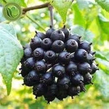 Siberian Ginseng Herb Seeds for Planting – Heirloom Non-GMO Garden Seeds