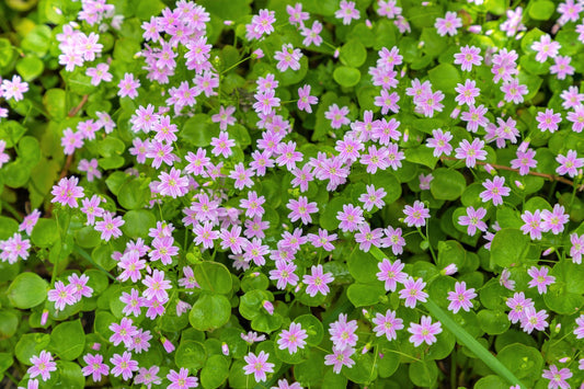 Siberian Spring Beauty Flower Seeds for Planting – Heirloom Non-GMO Garden Seeds