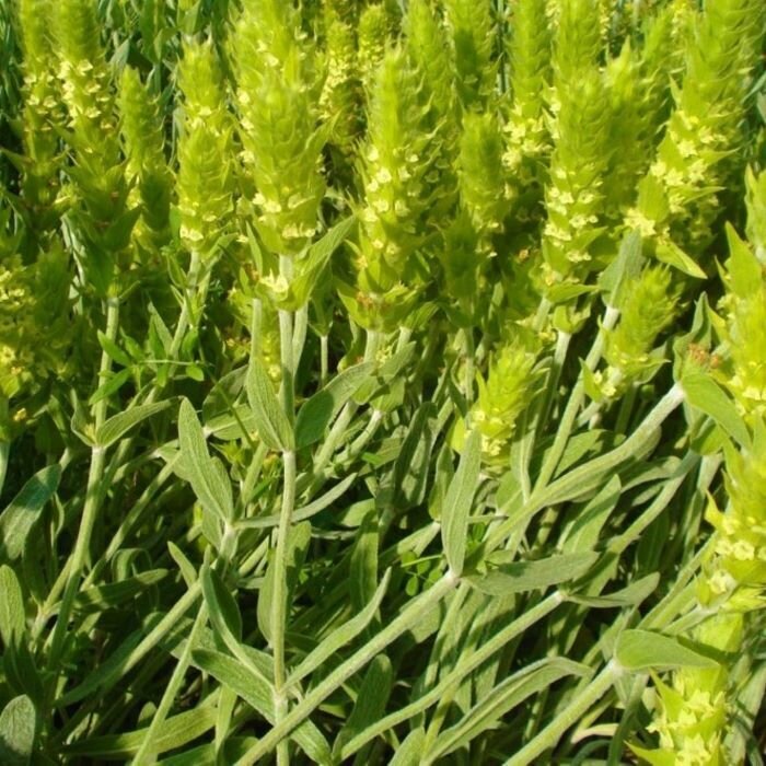 Sideritis Scardica Growing in Sunny Herb Garden