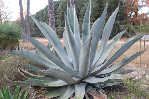 Silver Agave plant with silvery blue-green leaves growing in a sunny garden