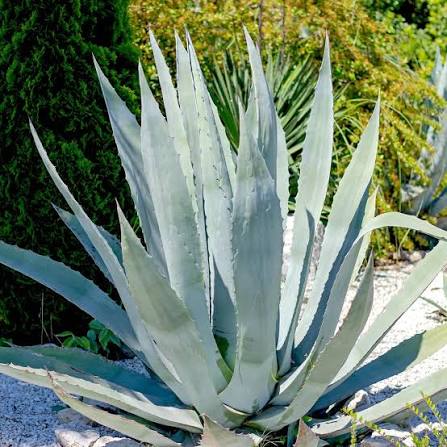 Silver Agave plant with silvery blue-green leaves growing in a sunny garden