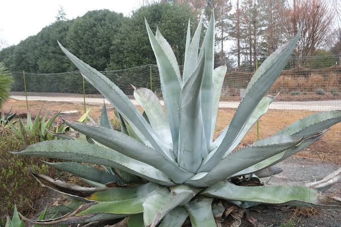 Silver Agave plant with silvery blue-green leaves growing in a sunny garden
