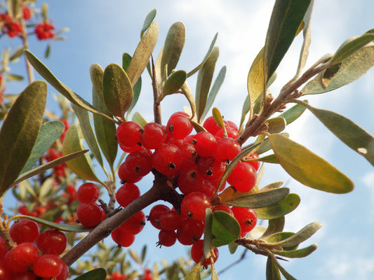 Silver Buffaloberry Fruit Seeds for Planting – Heirloom Non-GMO Garden Seeds