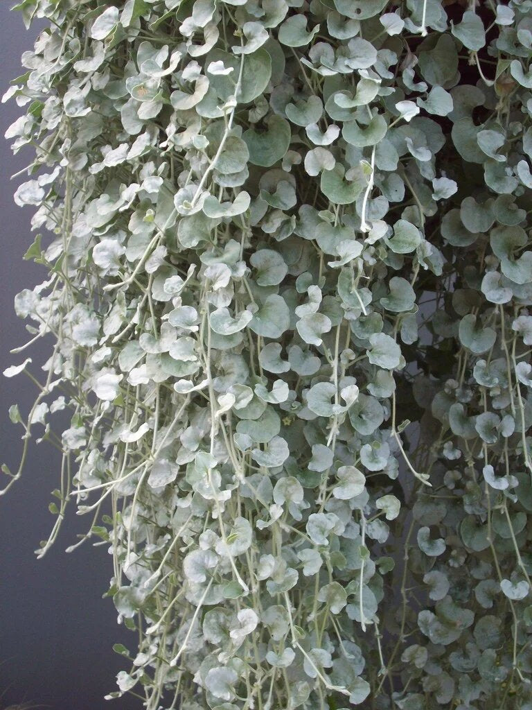 Silver Dichondra Flower Seeds growing into cascading plants with silvery foliage