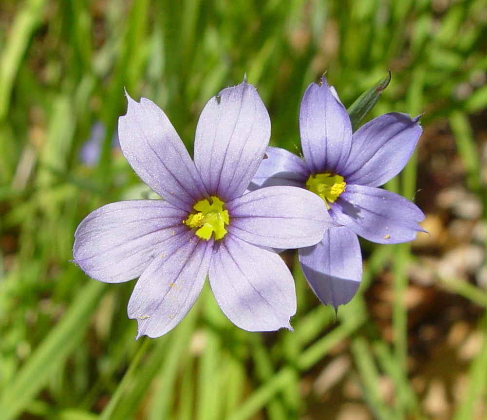 Sisyrinchium Montanum flower seeds