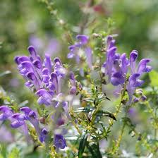 Skullcap Plant with Green Foliage and Hooded Flowers