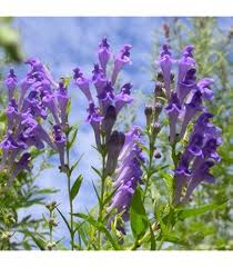 Skullcap Plant with Green Foliage and Hooded Flowers