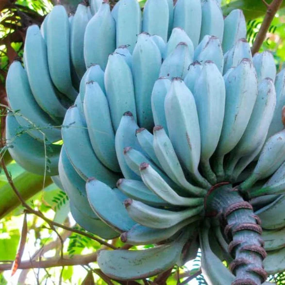 sky blue banana seeds