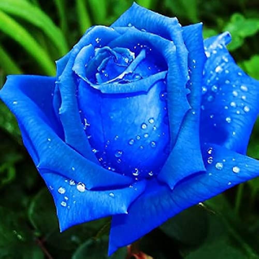 Sky Blue flower seeds