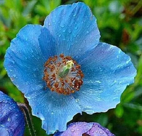 Himalayan Blue Poppy Growing in Woodland Garden