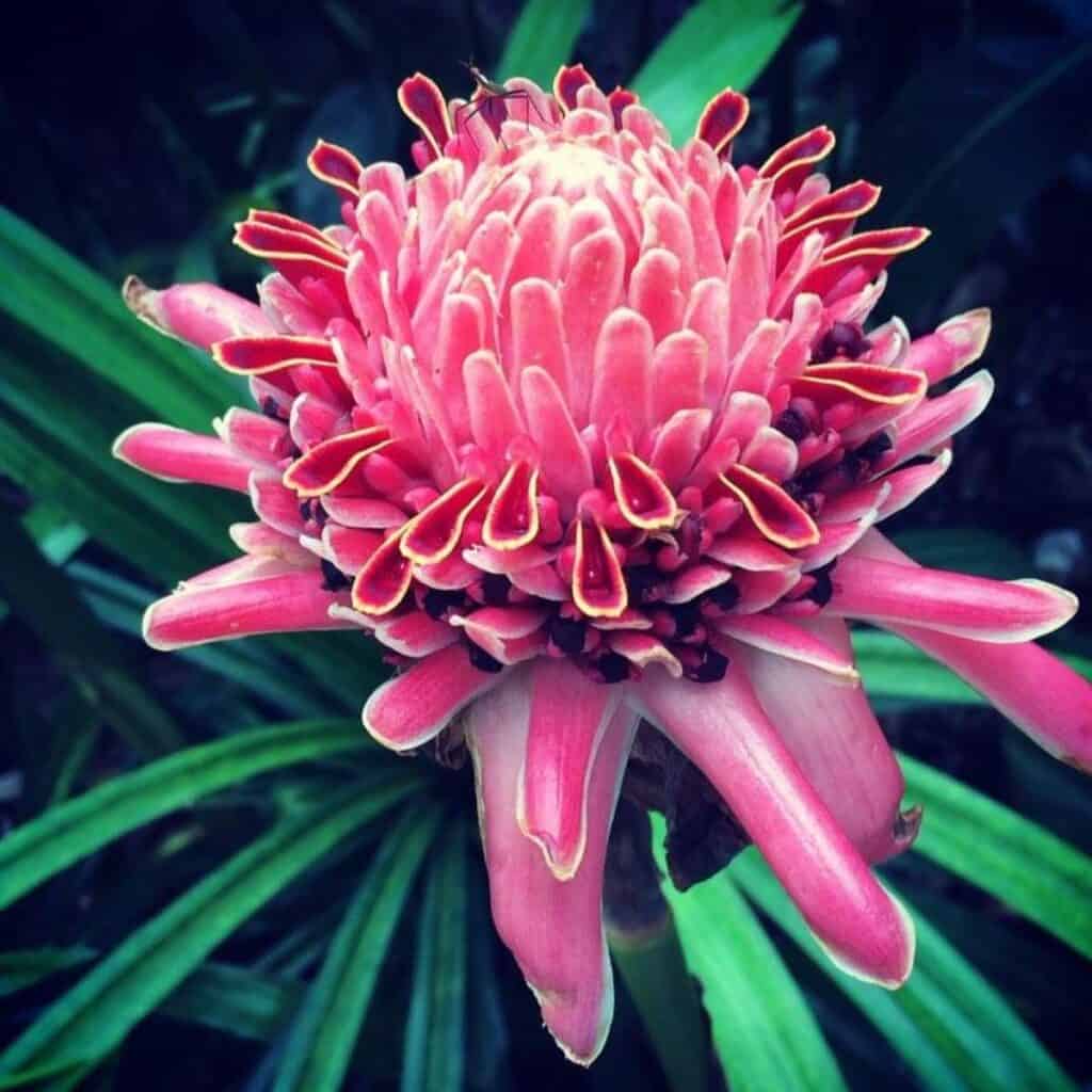 Ginger Etlingera Elatior plant