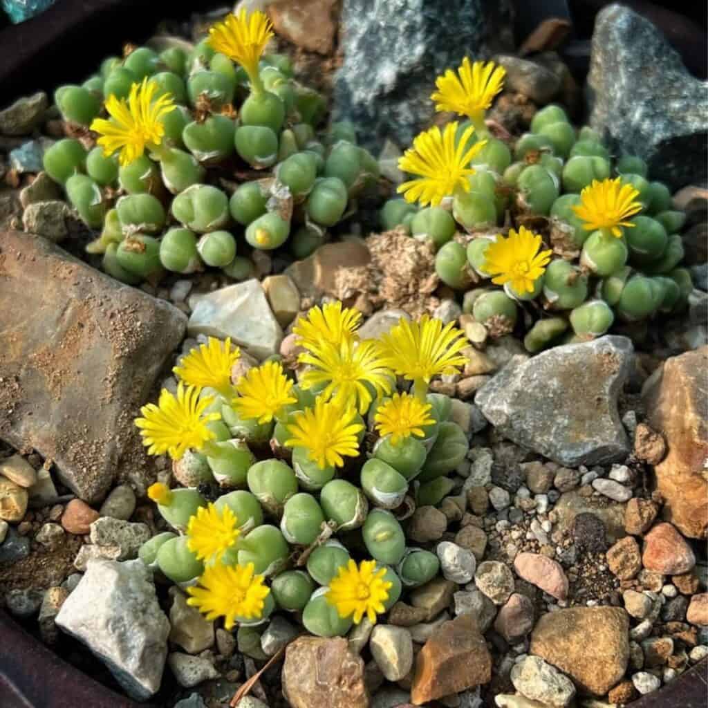 Conophytum Bilobum flower seeds