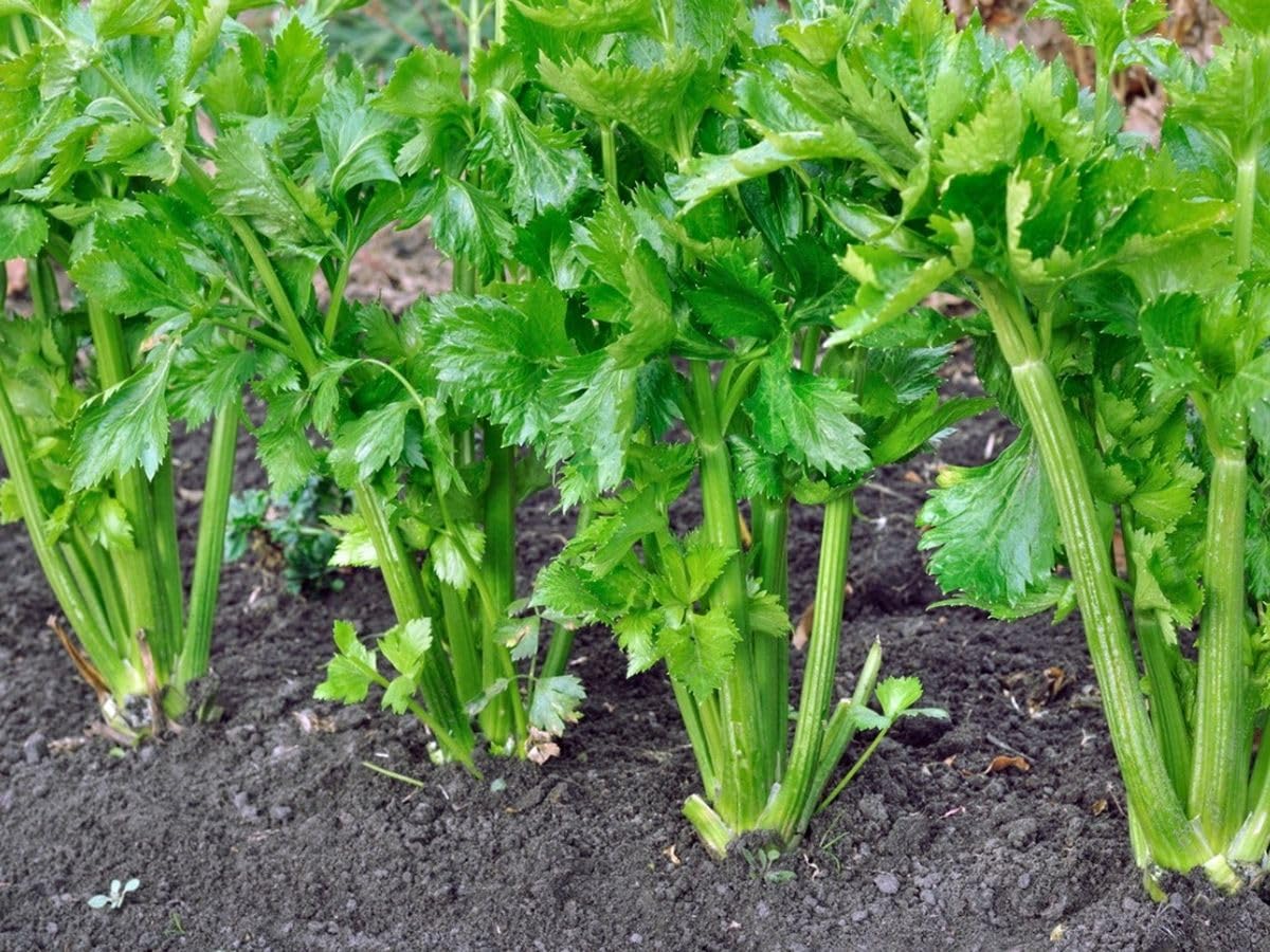 Smallage celery plants growing with green aromatic leaves in a home garden