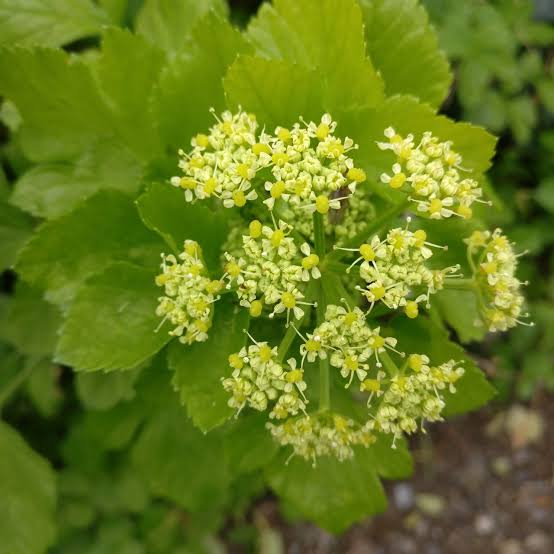 Alexanders (Smyrnium olusatrum) herb plant with lush green foliage, branching stems, and delicate yellow-green flower clusters growing in a traditional herb garden.