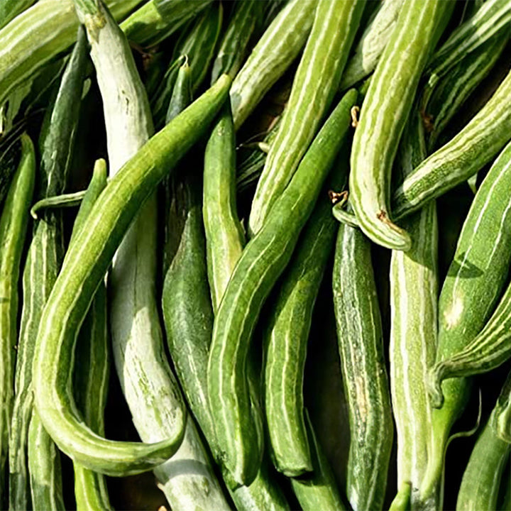 Snake gourd plant with long green fruits growing on a garden trellis