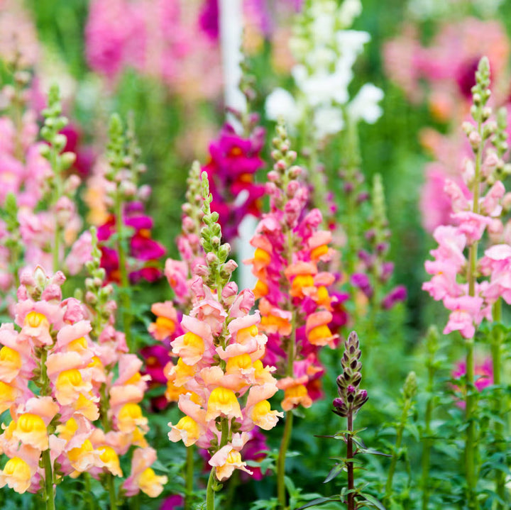 Snapdragon flower seeds