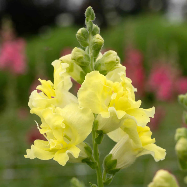Lemon Sherbet flower seeds