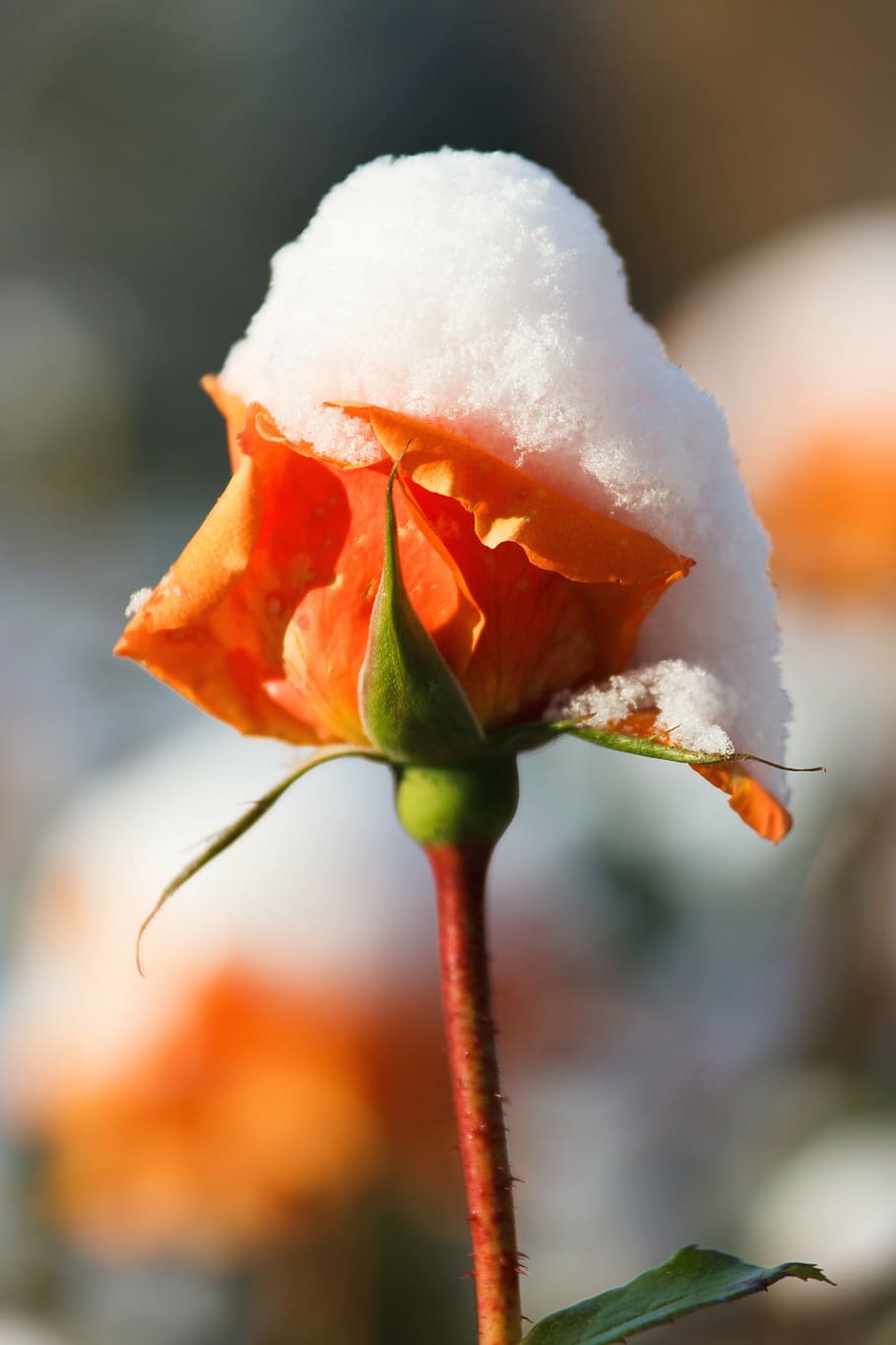 Orange Snow flower seeds