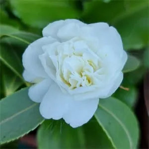 Light Green flower seeds