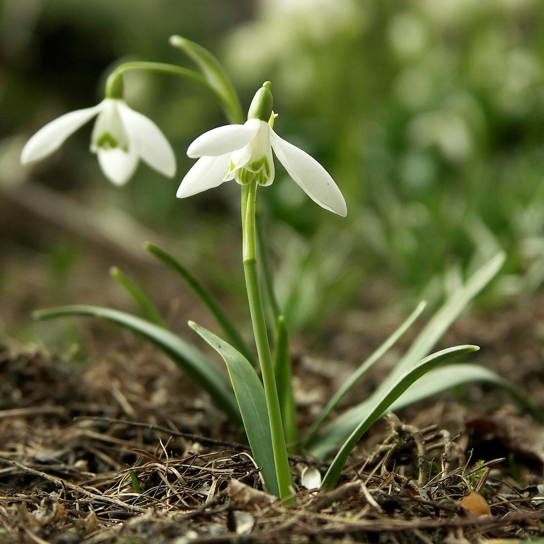 Galanthus Snowdrop flower seeds