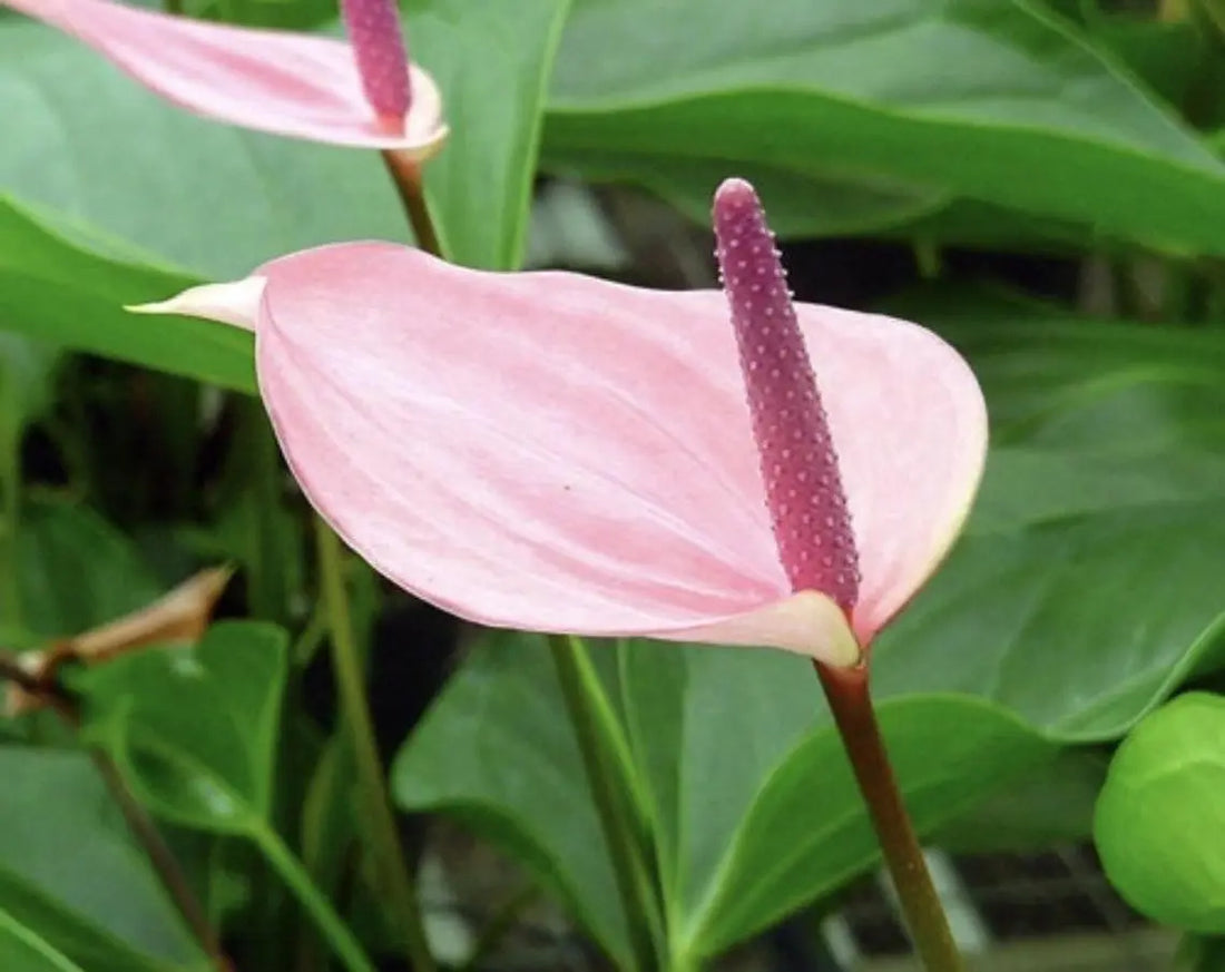 Pale Pink flower seeds