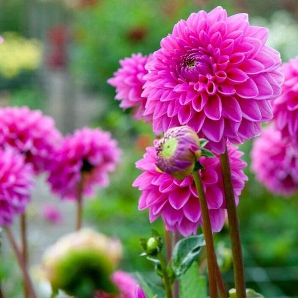 Soft Pink flower seeds