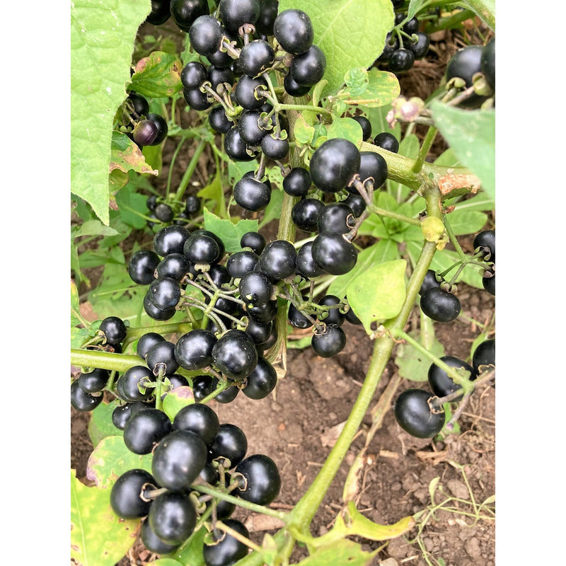 Wonderberry Solanum burbankii Fruit Seeds for Planting – Heirloom Non-GMO Garden Seeds