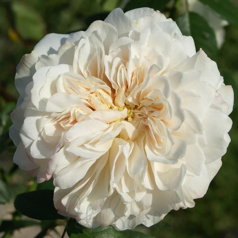 Climbing Sombreuil Rose plant