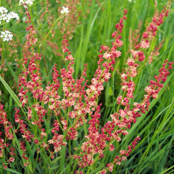 Sheep Sorrel Herb Seeds for Planting – Heirloom Non-GMO Garden Seeds