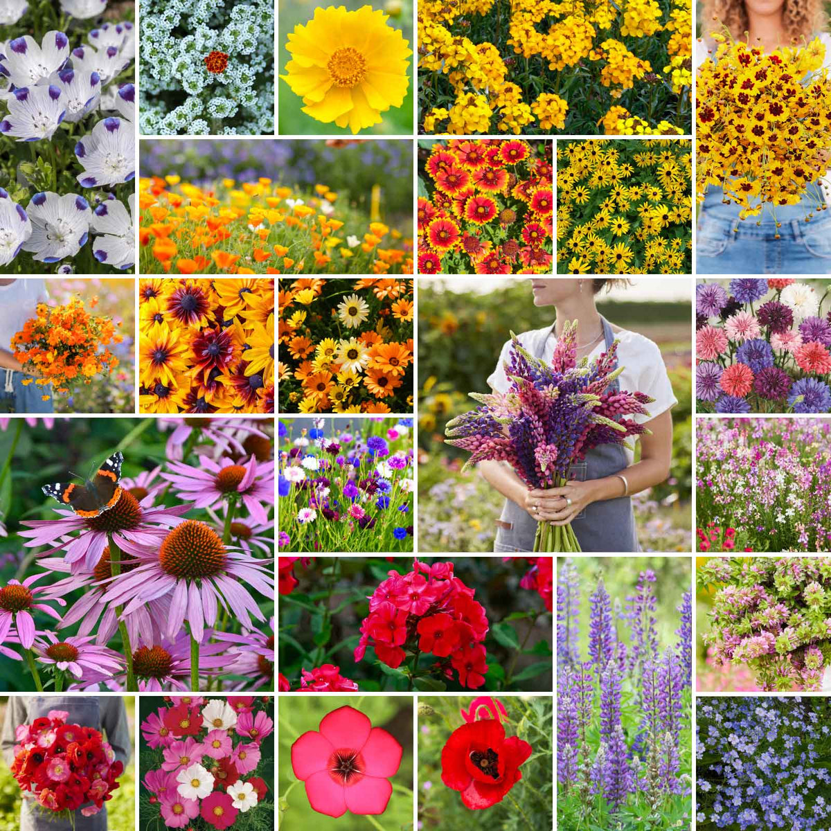 Bulk Southeast Wildflower Seed Mix with colorful flowers growing in a natural garden meadow
