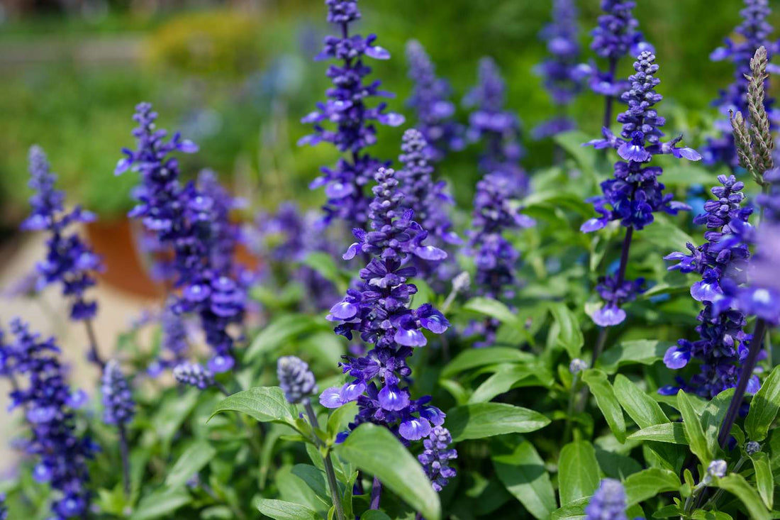 Garden Perennial flower seeds