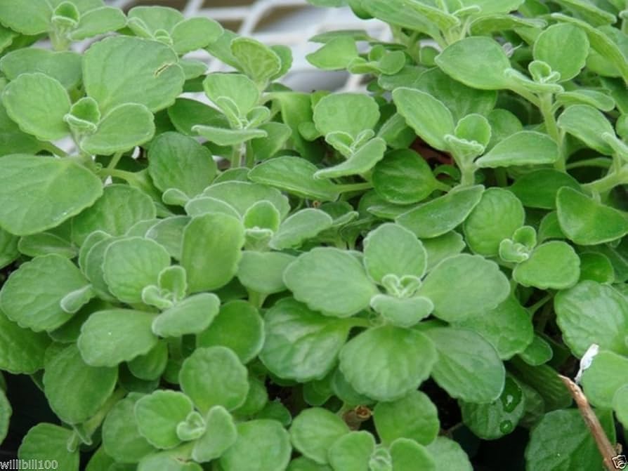 Spanish Thyme Herb Seeds for Planting – Heirloom Non-GMO Garden Seeds