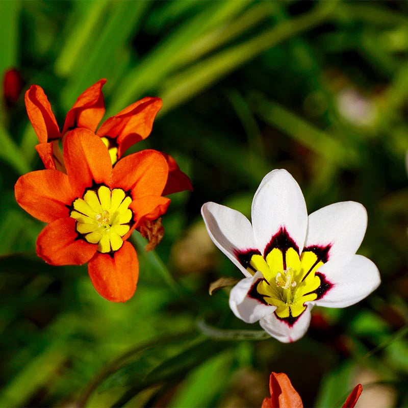 White Sparaxis flower seeds