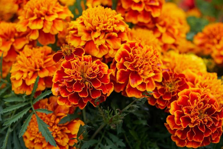 Marigold Sparky flower seeds