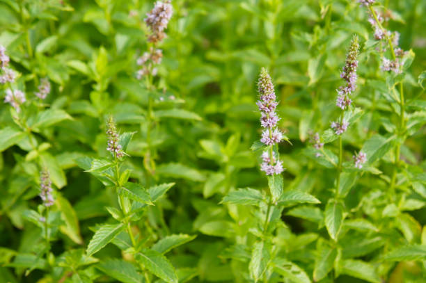 Spearmint Mentha spicata herb seeds growing with fresh green aromatic leaves in a home herb garden