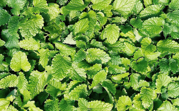 Spearmint Herb Seeds