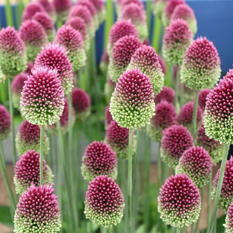Sphaerocephalon flower seeds