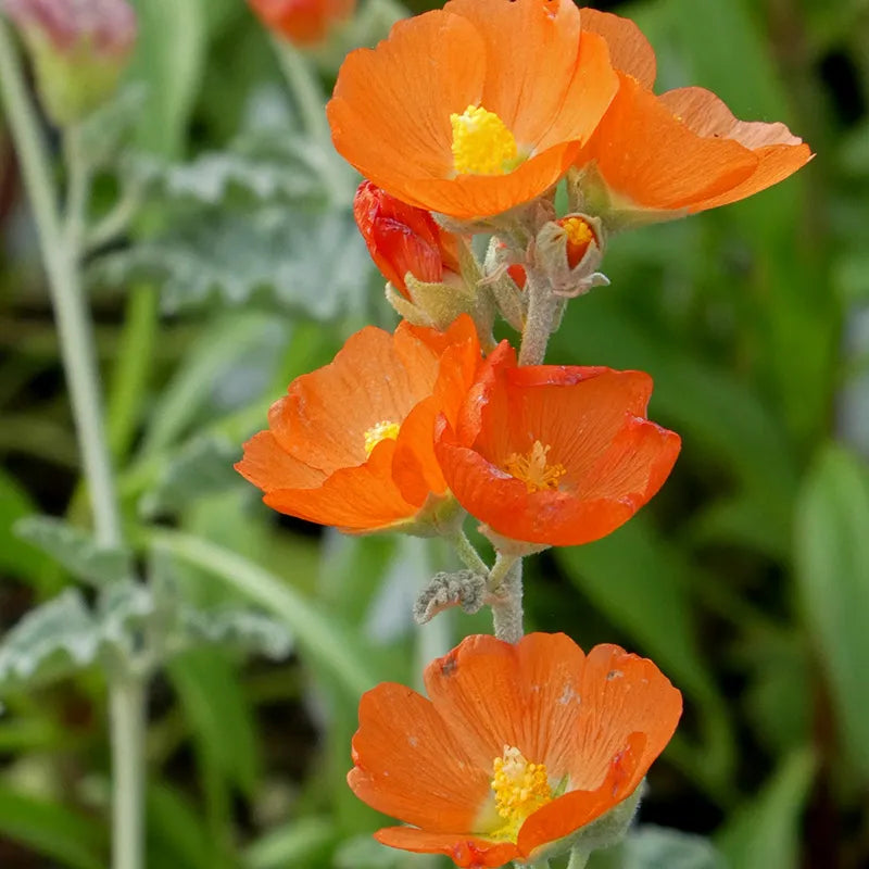 Globemallow flower seeds