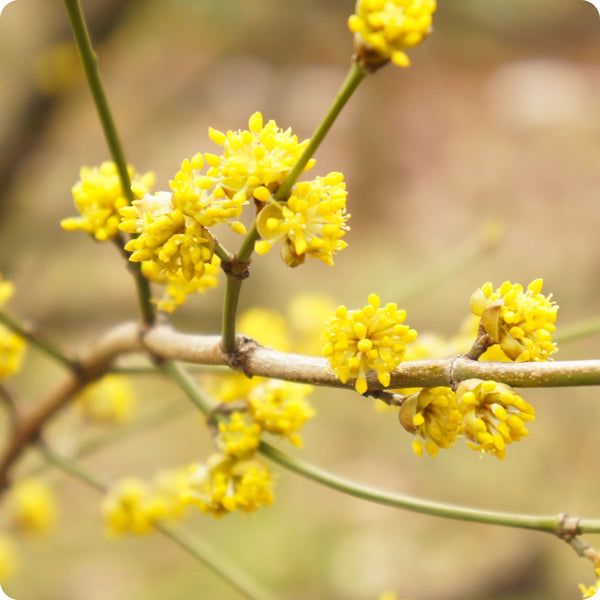 Spicebush Herb Seeds for Planting – Heirloom Non-GMO Garden Seeds