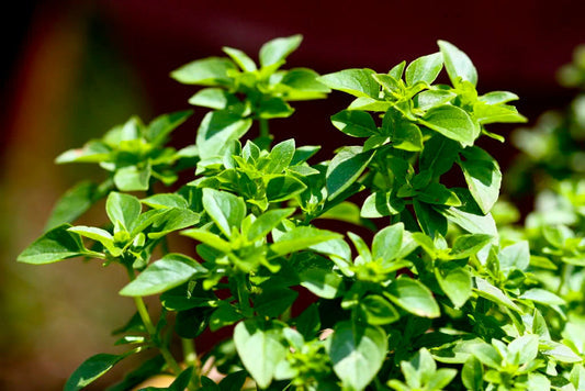Spicy Globe Basil Herb Seeds for Planting – Heirloom Non-GMO Garden Seeds