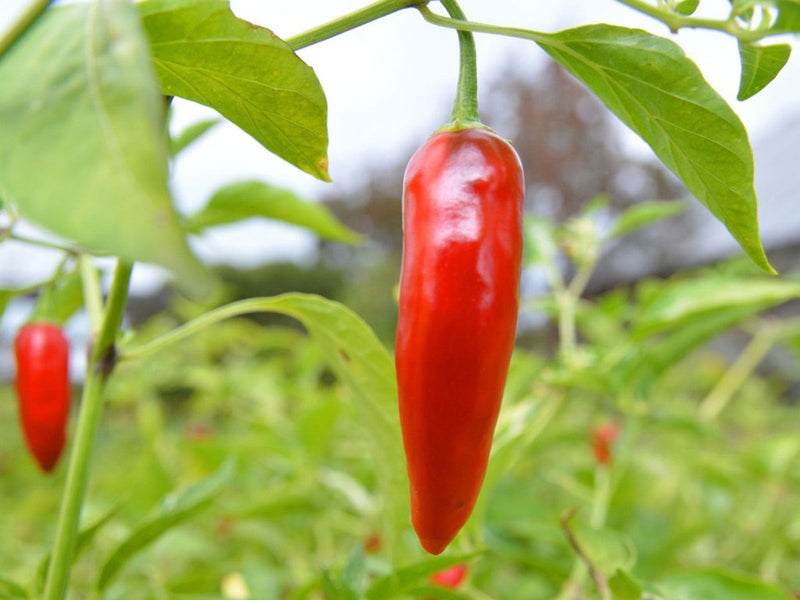 Thai Hot Pepper Seeds for Planting – Heirloom Non-GMO Garden Seeds