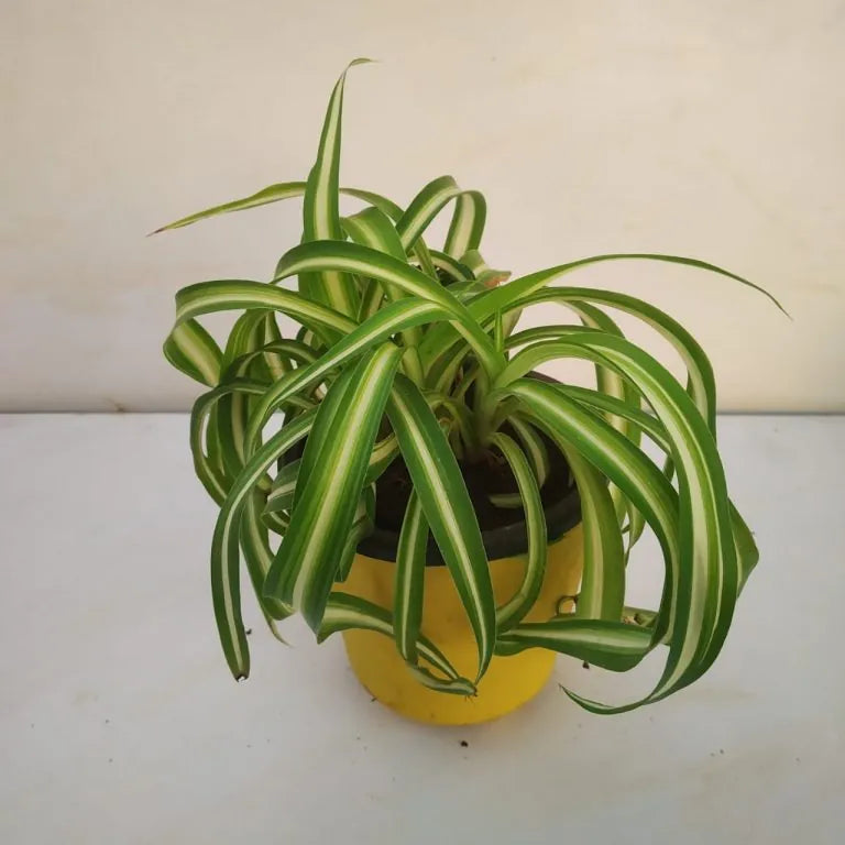 Chlorophytum flower seeds