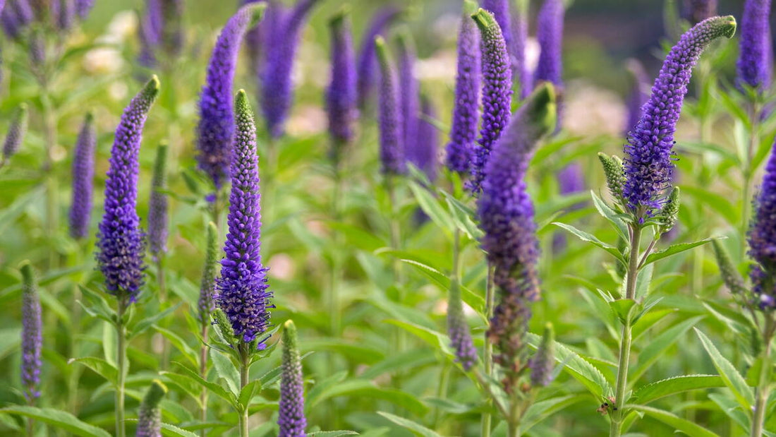 Blue Bouquet Veronica Flower Seeds for Planting – Heirloom Non-GMO Garden Seeds