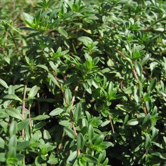 Spiked Thyme Herb Plant