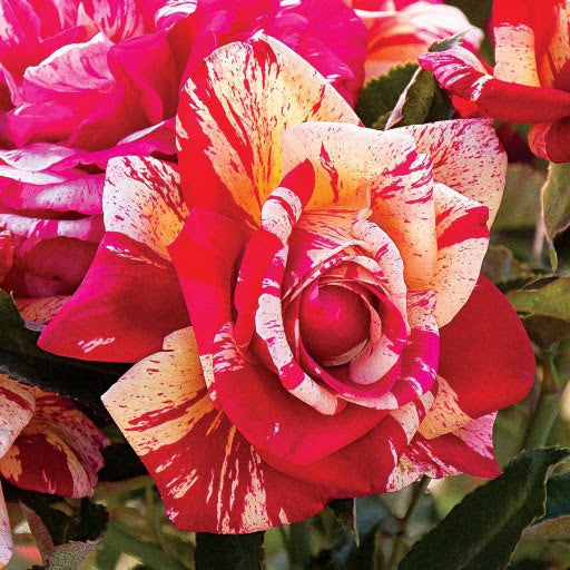 Spirit Rose Flower Seeds for planting with beautiful blooming roses in a garden